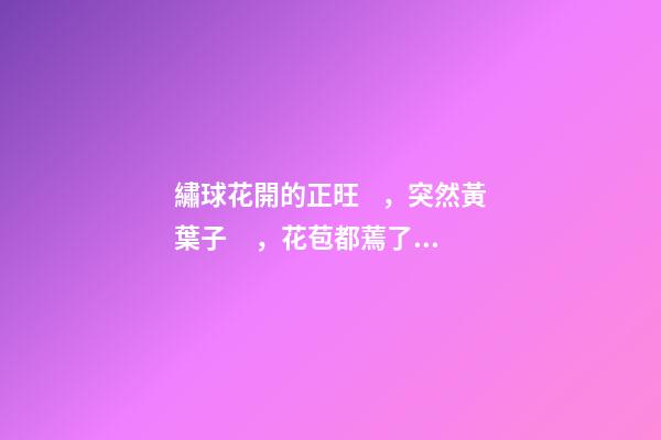 繡球花開的正旺，突然黃葉子，花苞都蔫了，換個(gè)“風(fēng)水寶地”養(yǎng)